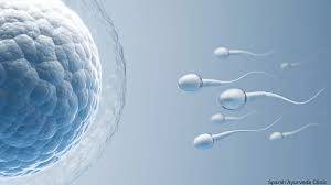 Male Fertility Solutions